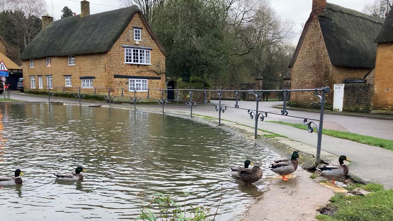 Duck Pond